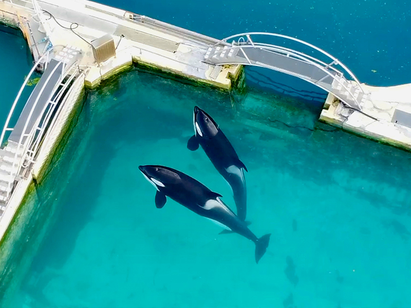 Orca-Shows_800x600px